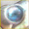 Close-up of an iridescent, domed surface, possibly a pearl embedded in a shiny, uneven background.