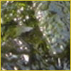 Close-up of green, shiny, and bumpy textured surface, possibly resembling wet leaves or algae.
